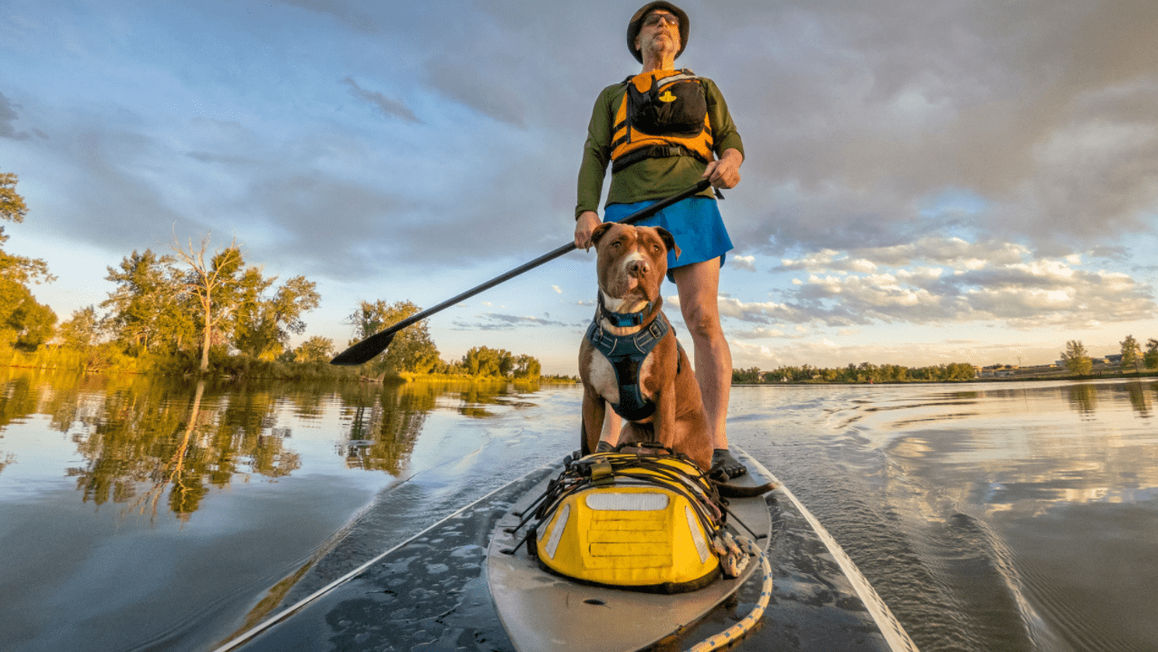 Paddle Boarding With Your Dog